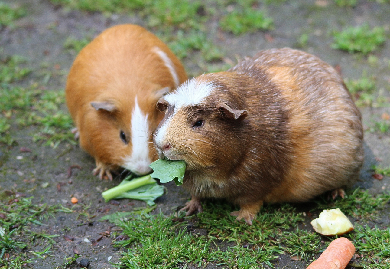 Guinea Pigs Eating Leaves